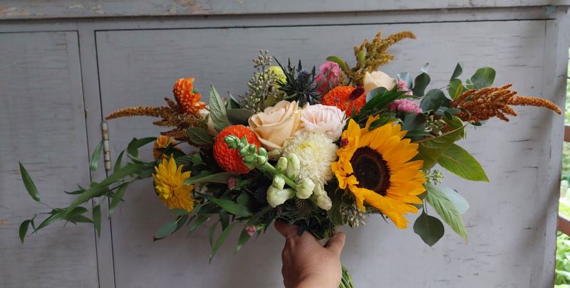 leve vriks hkimppu, auringonkukka